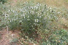 Leucas aspera